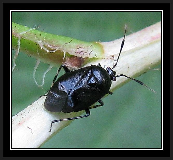 Deraeocoris (Deraeocoris) rutilus from Istanbul